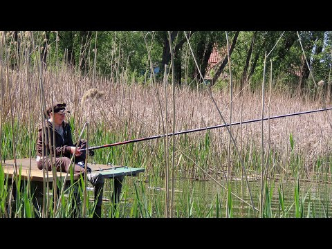 Ловля карася на боковий кивок в молодому очереті Ловля карася на боковий кивок в молодому очереті