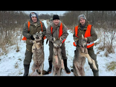 Накрошили волков. Раннее открытие сезона облавной охоты.