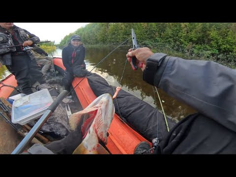 ЧУТЬ НЕ ОТКУСИЛА МНЕ ПИСЮН. ПРИМАНКА "ПИСЮH" КЛЮЕТ ВСЕ!!!