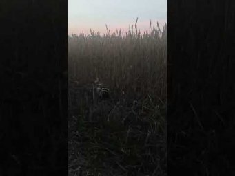 Нежданчик