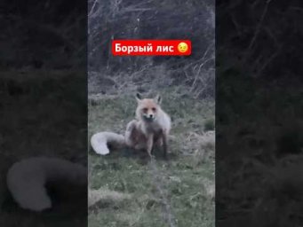 Лиса не боится человека #охота #охотаналису #wildlife