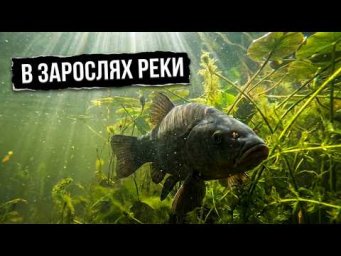 В зарослях реки