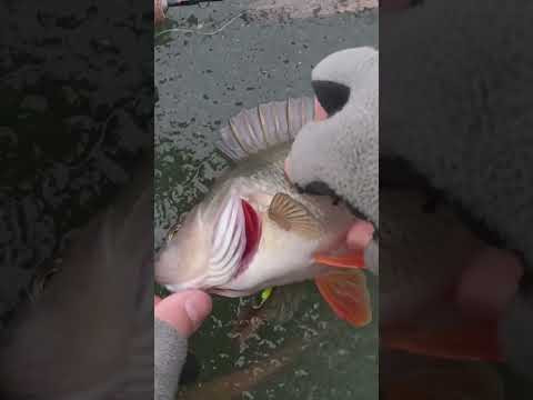 Херня, а ловит  #рыбалка #fishingvideo #assistancetv #мормышка #безмотылка #fishing #поплавок