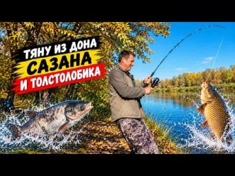 Удилище гнёт к земле сазан и толстолобик! Холодный Дон и осенний клёв!