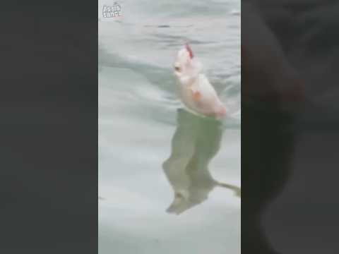 Осенняя рыбалка на ПАЛЕЦ и ПОПЛАВОК #assistancetv #рыбалка #fishing Осенняя рыбалка на ПАЛЕЦ и ПОПЛАВОК #assistancetv #рыбалка #fishing