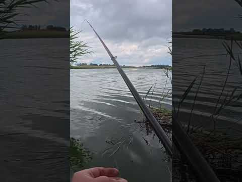 Карась на кивок #shorts #карась #рибалка Карась на кивок #shorts #карась #рибалка