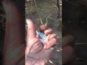 Тёрка плотвы - руками лови   #fishing #assistancetv# рыбалка     #весенняярыбалка #рыбалкаудалась