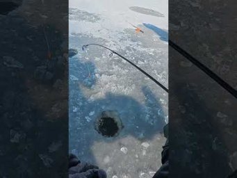 Рижі БАРБОСИ на кивок  #рибалка  #короп  #сазан
