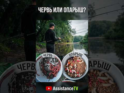 Карась на дуплет: червь или опарыш?  #рыбалка  #Assistancetv #fishing  #карась #лещ #окунь #плотва