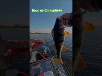 Басс на спінербейт 