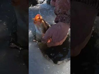 !!!СТОП!!! Працює ПРОФІ #shorts #рибалка #рибалка