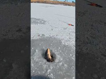 Зимові рижі коропи на кивок #рибалка #shorts #сазан