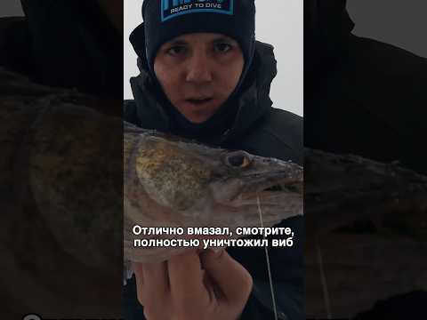 Отличный судак на 115й EverGreen Marvie Отличный судак на 115й EverGreen Marvie