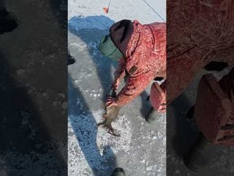 Сазан на кивок клює один за одним #рибалка #shorts  #fishing