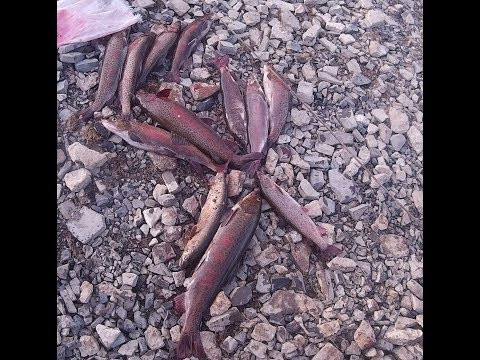 Рыбалка в Якутии! Yakutia