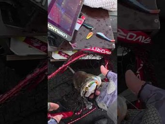 Аппарат давить - це тріш #рибалка #fishing #shorts