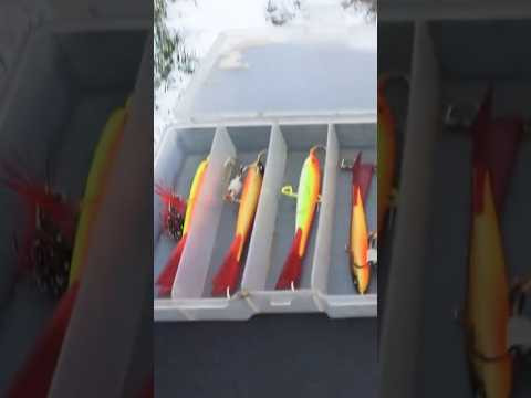 БИГ БЁРШ  #рыбалка #зимняя_рыбалка #балансир #окунь #assistancetv #fishing #