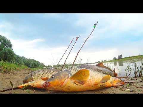 РЫБАЛКА НА ЗАКИДУШКИ, КАК РАНЬШЕ. НА МОТОЦИКЛЕ ЗА САЗАНОМ. Ловля сазана на жмых. РЫБАЛКА НА ЗАКИДУШКИ, КАК РАНЬШЕ. НА МОТОЦИКЛЕ ЗА САЗАНОМ. Ловля сазана на жмых.