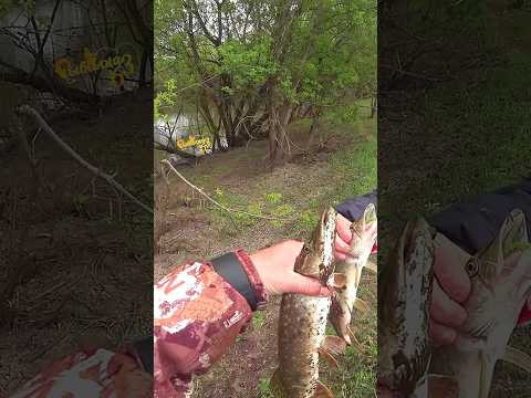 Щука на микро джиг Весной Щука на микро джиг Весной