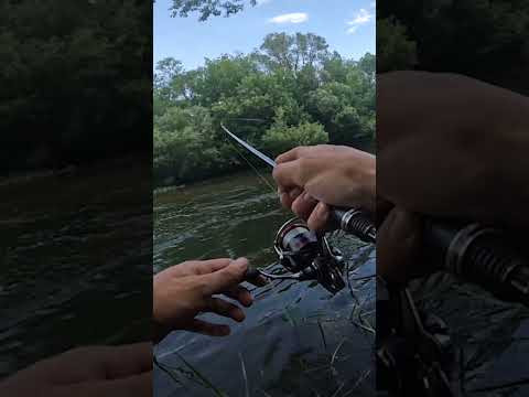 НЕ ОЖИДАЛ ТАКОГО!!! КРУПНЯК ВЫРЫВАЕТ УДОЧКУ!!! РЫБАЛКА 2024 на Голавля! #fishing #рыбалка #shorts НЕ ОЖИДАЛ ТАКОГО!!! КРУПНЯК ВЫРЫВАЕТ УДОЧКУ!!! РЫБАЛКА 2024 на Голавля! #fishing #рыбалка #shorts