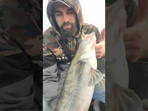 СЕКРЕТНА ТЕМА на ТРОФЕЯ #рибалка #fishing #shorts