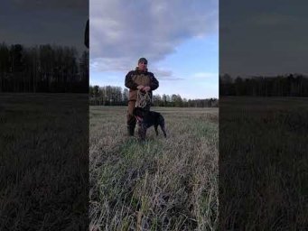 Хотите что бы ваша собака подавала так же, посмотрите это видео! #дратхаар #дрессировкасобаки
