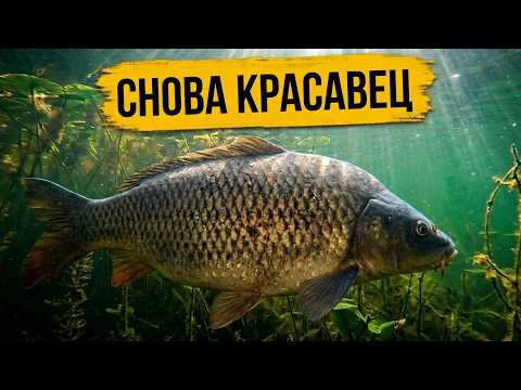 Снова красавец