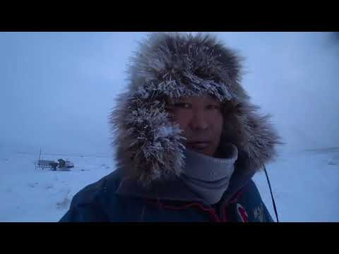 РЫБЫ СТАЛО БОЛЬШЕ. НАЛИМЫ, РЯПУШКА, РЫБЫ СТАЛО БОЛЬШЕ. НАЛИМЫ, РЯПУШКА,