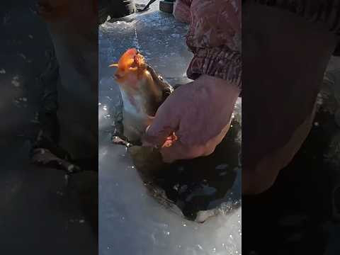 !!!СТОП!!! Працює ПРОФІ #shorts #рибалка #рибалка