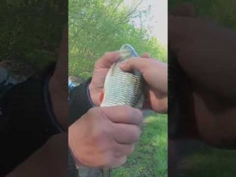 Вообще в пол локтя   #рыбалка  #fishing #assistancetv #рыбалканафидер #рыбалканапоплавок #поплавок