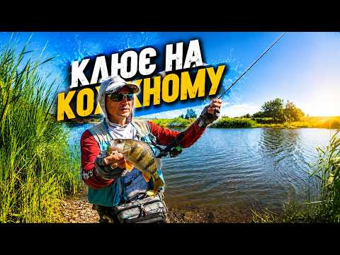 ДЕ ловлі окуня на Спінінг. окунь на кожному закиді