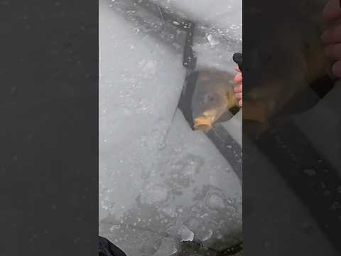 Мамка САЗАНА клюнула #рибалка #сазан #короп Мамка САЗАНА клюнула #рибалка #сазан #короп
