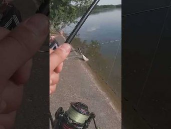 Фидер & подхватка!  А на фига?   #рыбалка #assistancetv #фидер  #fishing  #карась #рыбалканафидер