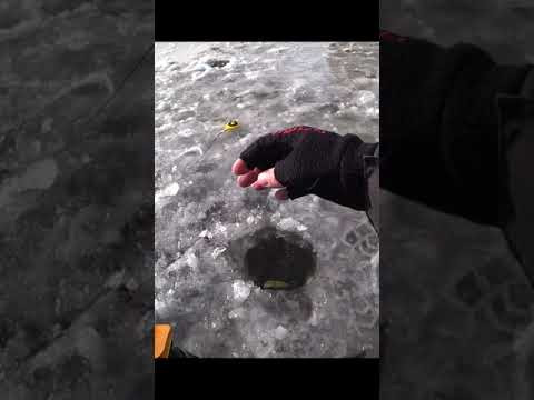 Остановка КИВКА і ВОНО #shorts #рибалка #трофей Остановка КИВКА і ВОНО #shorts #рибалка #трофей