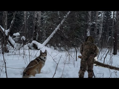 Открываю путик на куницу. Добыл лося с лайкой. Открываю путик на куницу. Добыл лося с лайкой.