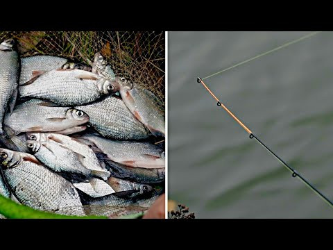 ФИДЕР по холодной воде! Ловим густеру поздней осенью