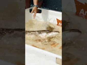 Нельзя упускать возможность заскочить на &laquo;красивую коряжку&raquo;! 