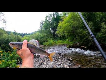 Рыбалка на Хариуса /ТАЙГА Сибирь/ Золотая РЕЧКА-Берет Хариус.