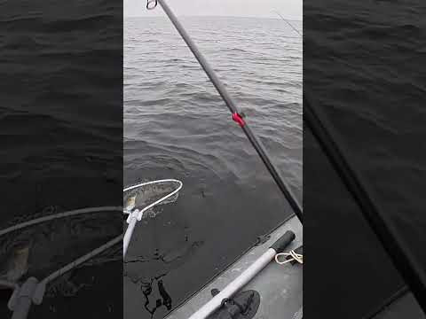 Мандула Холодна вода Трофей #shorts #рибалка #судак Мандула Холодна вода Трофей #shorts #рибалка #судак