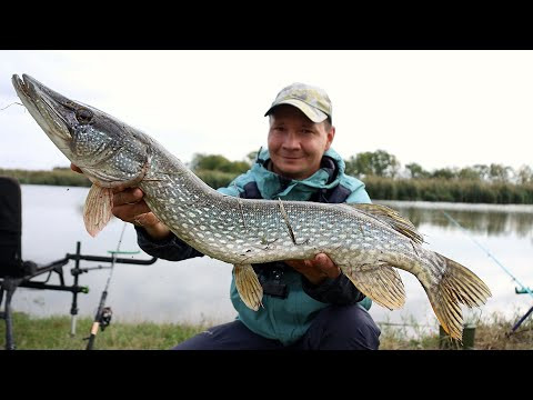 Первая щука осени 2025 рыбалка на хищника Первая щука осени 2025 рыбалка на хищника