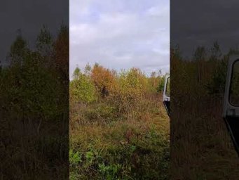 Гончая работает по зайцу, а у нас все хорошо! 