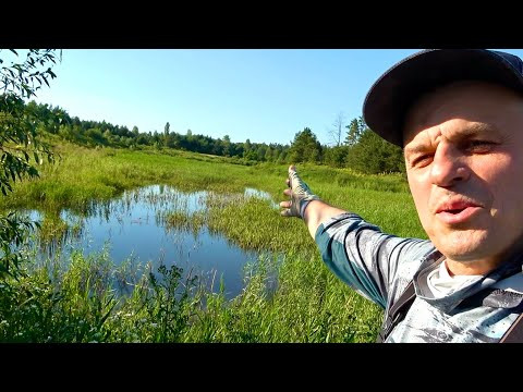 На цьому болоті давно ніхто не рибачив! Я прозрів, коли закинув туди удочку! Рибалка на кивок На цьому болоті давно ніхто не рибачив! Я прозрів, коли закинув туди удочку! Рибалка на кивок