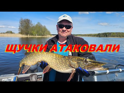ЩУЧКИ АТАКОВАЛИ