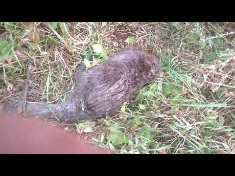 Вытащил бобра из норы за хвост! Видео от подписчика. Вытащил бобра из норы за хвост! Видео от подписчика.