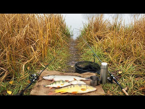 ЩУКА, ОКУНЬ и КАРАСЬ -ПОНЕСЛАСЬ