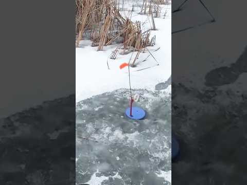 Щелчок #рыбалка #зимняярыбалка #fishing Щелчок #рыбалка #зимняярыбалка #fishing