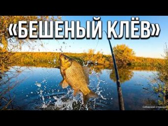 Осенний жор карася в маленькой речке.  Рыбалка на поплавок.