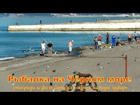 Рыбалка на Чёрном море ставрида кефаль барабуля окунь смарида  луфарь !!!