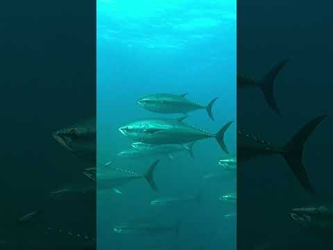 Голубая бездна в Турции