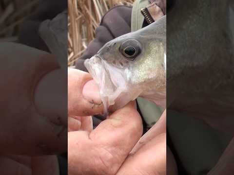 Як ловити окуня на стару приманку. Рибалка на окуня. #fishing #риболов #яворович #риболовля Як ловити окуня на стару приманку. Рибалка на окуня. #fishing #риболов #яворович #риболовля